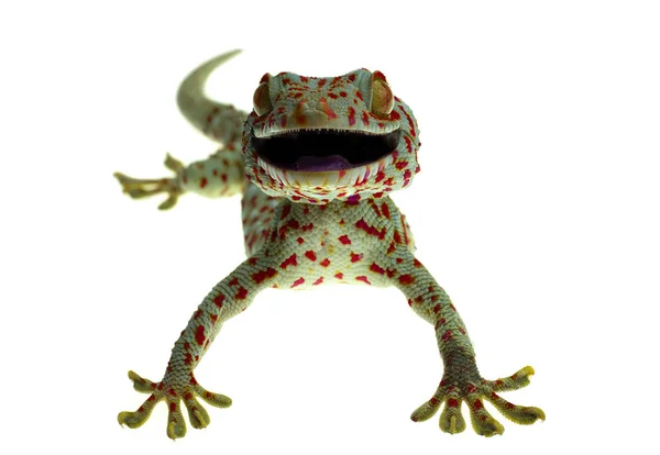 Close Smile Gecko White Background Stock Image