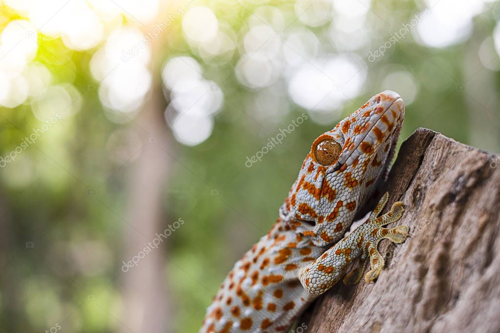 Tokay gecko clings into a tree on green blurred background