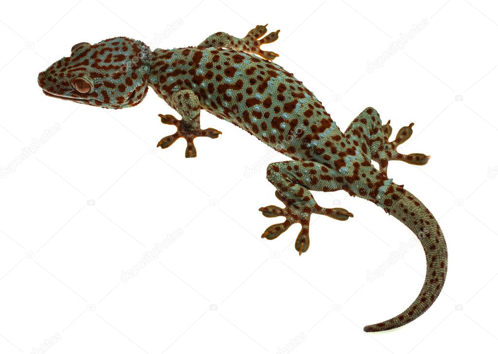 A tokay gecko clings on white background