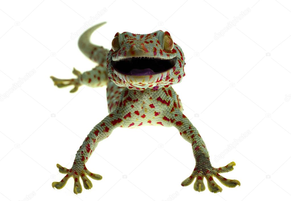 Close up smile gecko on white background
