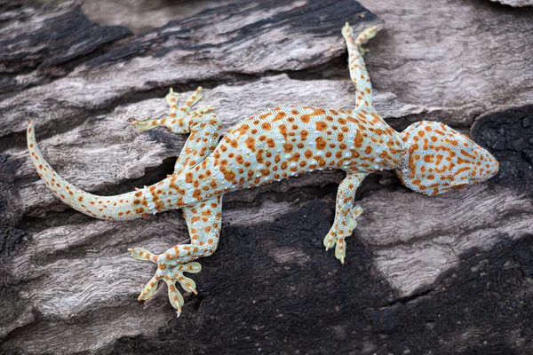 Lagartixa-Tokay — Fotografia de Stock