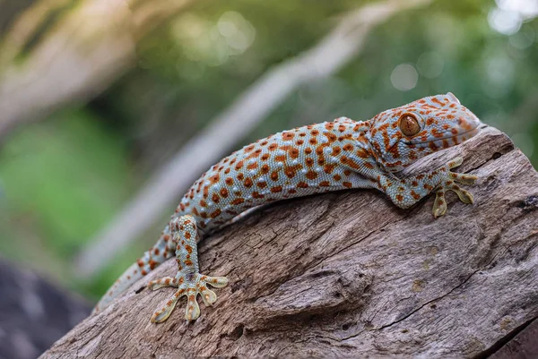 Tokay gecko — Zdjęcie stockowe