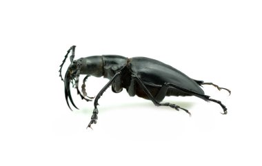 Morimus asper funereus 