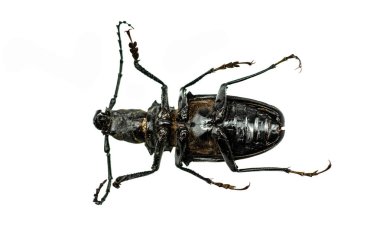 Morimus asper funereus 