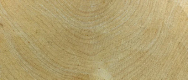 Anello annuale legno di tamarindo — Foto Stock