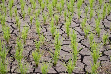 Çeltik tarlasında pirinç fideleri ari'de raflı ve kuru toprak ta
