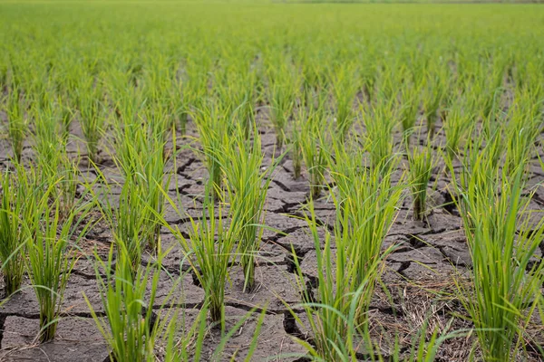 稻田中水稻幼苗生长在阿里的旱地 — 图库照片