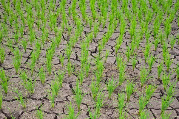 Plántulas de arroz en el campo de arroz que crece suelo estantado y seco en ari — Foto de Stock
