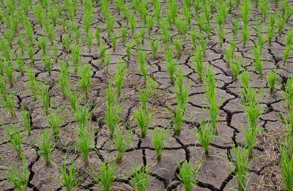Plántulas de arroz en el campo de arroz que crece suelo estantado y seco en ari — Foto de Stock