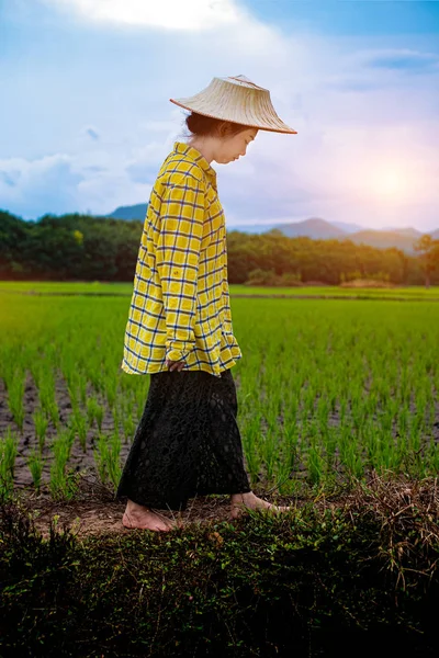 Mujer agricultora mirando fijamente plántulas de arroz verde —  Fotos de Stock