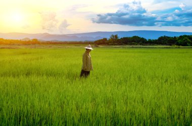 Bir çeltik tarlasında yeşil pirinç fidesi bakan kadın çiftçi 