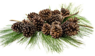 Yeşil yaprak üzerinde çam kozalağı Grubu 