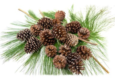 Yeşil yaprak üzerinde çam kozalağı Grubu 