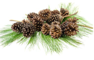 Yeşil yaprak üzerinde çam kozalağı Grubu 