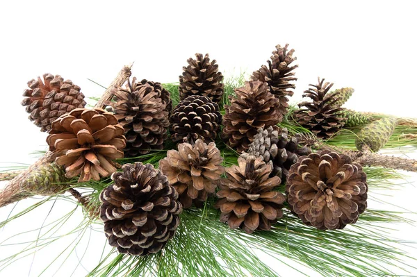 Group of pine cone on green leaf Royalty Free Stock Images