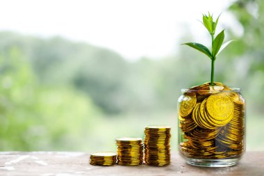 Altın sikke yığınından cam kumbara üzerinde büyüyen ağaç