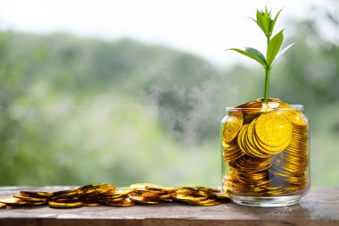 Altın sikke yığınından cam kumbara üzerinde büyüyen ağaç