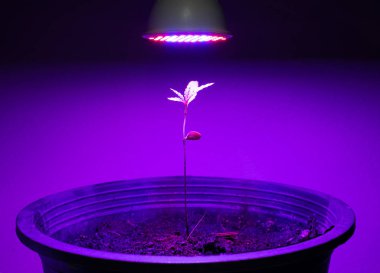 Led ile saksıda yetişen bitki fidanı kenevir ışık büyümek 