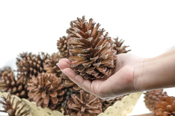 Grupo de cone de pinheiro seco na cesta — Fotografia de Stock