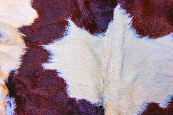 Καφέ παλτό δέρμα αγελάδας με γούνα μαύρο λευκό και καφέ κηλίδες — Φωτογραφία Αρχείου