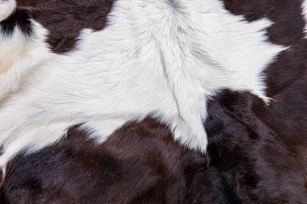 Pelaje de piel de vaca marrón con manchas negras blancas y marrones —  Fotos de Stock