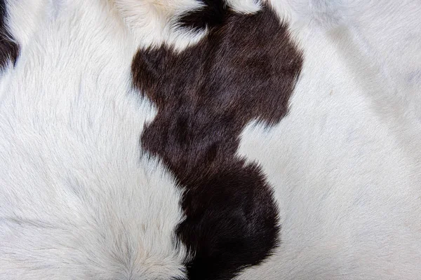 Pelaje de piel de vaca marrón con manchas negras blancas y marrones —  Fotos de Stock
