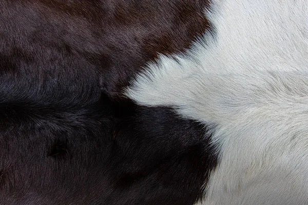 Brown Cow skin coat with fur black white and brown spots — Stock Photo, Image