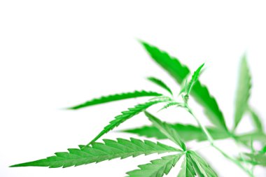 Yeşil tıbbi bitki kenevir yaprağı 