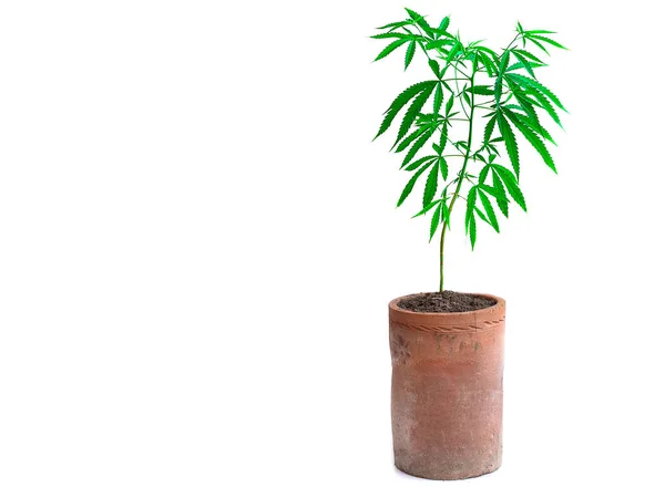 Plant cannabis groeit in pot — Stockfoto