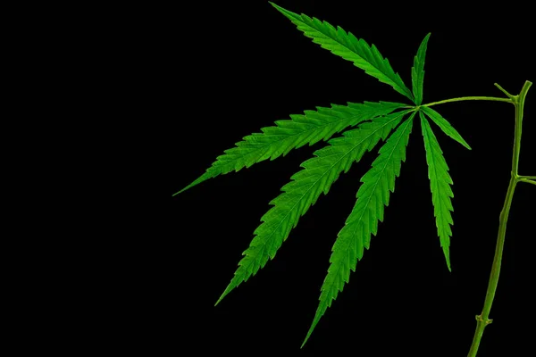 Groene medicinale plant Cannabis leaf — Stockfoto