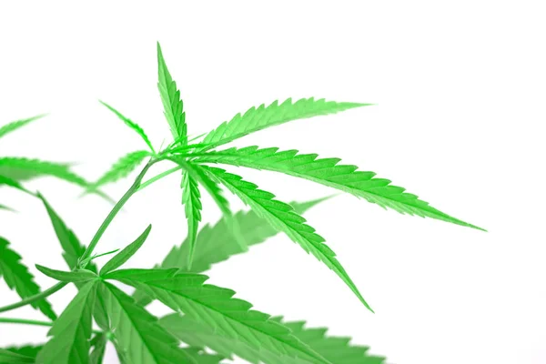 Groene medicinale plant Cannabis leaf — Stockfoto