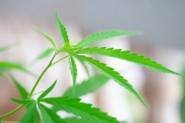 Green medicinal plant cannabis leaf