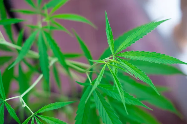 Green medicinal plant cannabis leaf