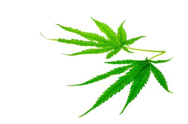 tıbbi bitki kenevir yaprağı 