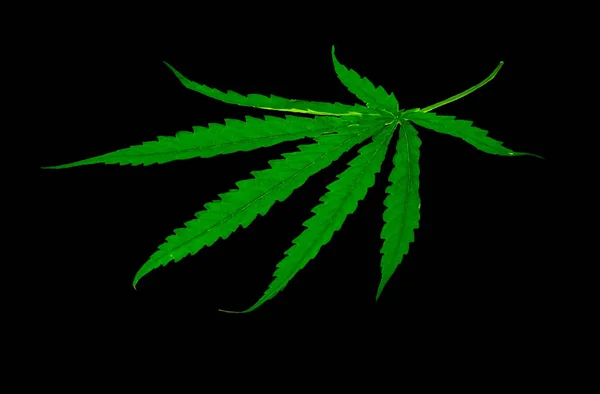 Medicinale plant Cannabis leaf — Stockfoto