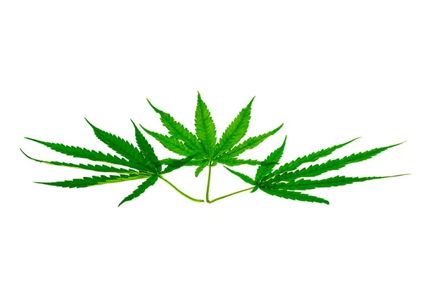Pianta medicinale foglia di cannabis — Foto Stock