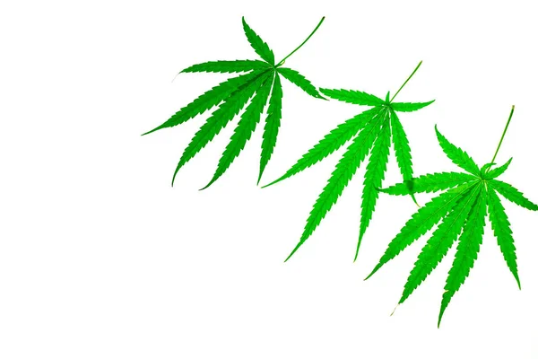 Medicinale plant Cannabis leaf — Stockfoto