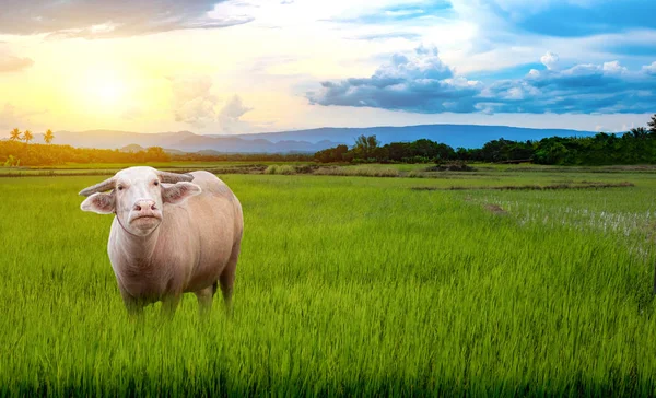 Búfalo albino tailandés de pie sobre las plántulas de arroz verde en un arrozal —  Fotos de Stock