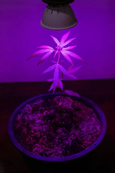 Plant Sapling cannabis groeit in pot met LED-Groeilicht — Stockfoto