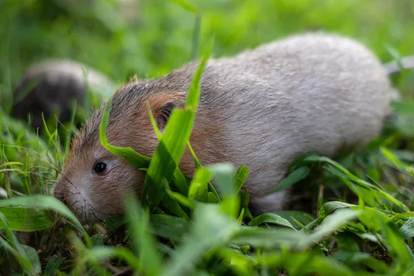 Topos Imagenes Fotos De Stock Libres De Derechos Depositphotos
