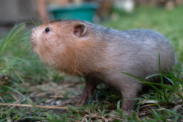 Soricomorpha Imagenes Fotos De Stock Libres De Derechos Depositphotos