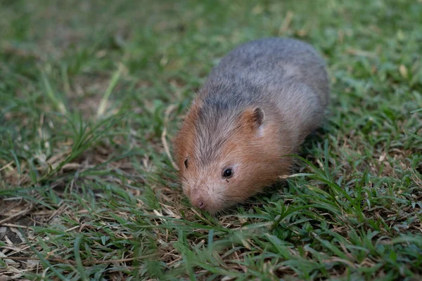 Soricomorpha Imagenes Fotos De Stock Libres De Derechos Depositphotos