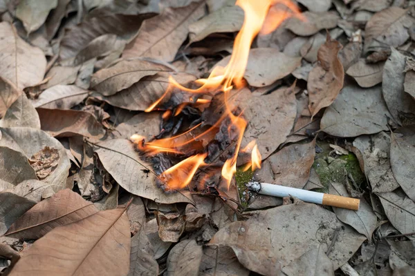 Cerca Colilla Cigarrillo Fumado Descuidadamente Son Arrojados Hierba Seca Suelo —  Fotos de Stock