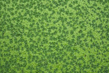 Yeşil taze Azolla (Sivrisinek eğreltiotu), Salviniaceae familyasının bir su bitkisidir.