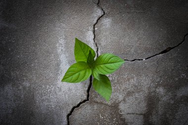 Çatlak beton zeminde büyüyen genç ağaç bitkisi.