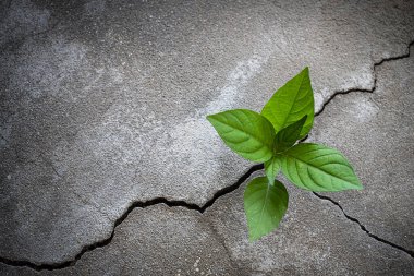 Çatlak beton zeminde büyüyen genç ağaç bitkisi.