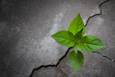 Çatlak beton zeminde büyüyen genç ağaç bitkisi.