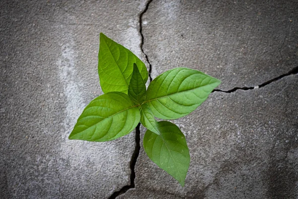 Planta Árvore Jovem Crescendo Através Piso Concreto Rachado — Fotografia de Stock