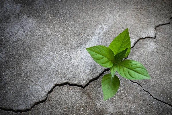 コンクリートの床から成長する若い木の植物 — ストック写真