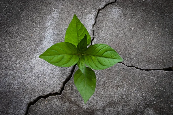 Planta Árvore Jovem Crescendo Através Piso Concreto Rachado — Fotografia de Stock